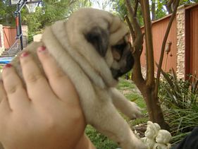 Masse's Pudgy Pugs